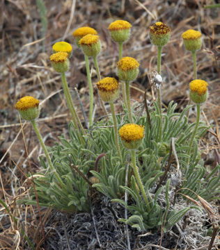 Image of sagebrush fleabane