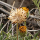 Image of sagebrush fleabane