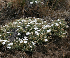 Image of spiny phlox