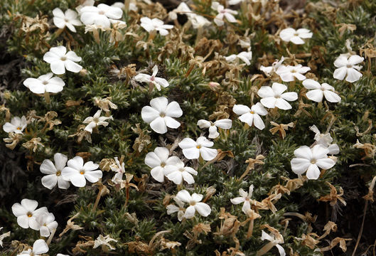 Image of spiny phlox