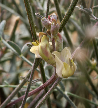 Imagem de Astragalus obscurus S. Wats.