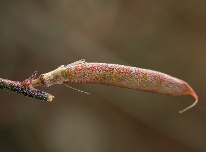 Imagem de Astragalus obscurus S. Wats.