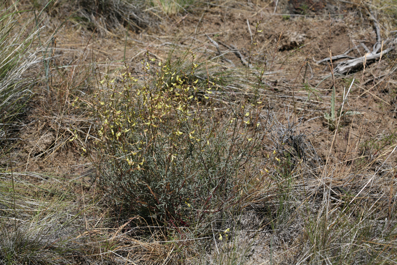 Image of basalt milkvetch