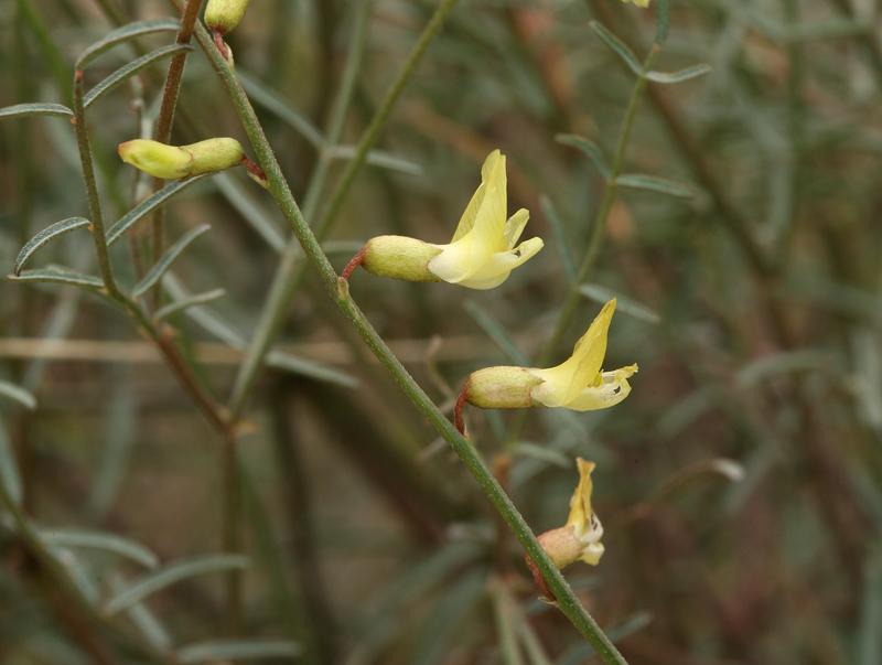 Image of basalt milkvetch