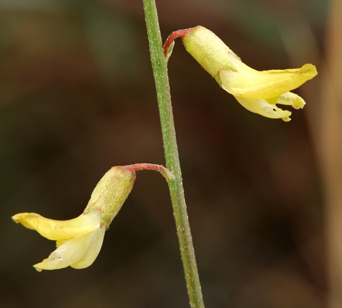 Image of basalt milkvetch