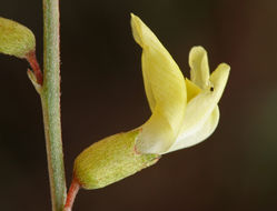 Image of basalt milkvetch