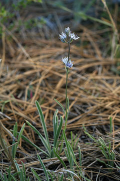 Image of whitestem frasera