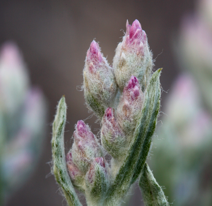 Image of pinewoods pussytoes