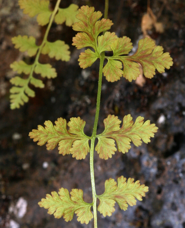 Image of brittle bladder fern