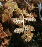 Image of brittle bladder fern