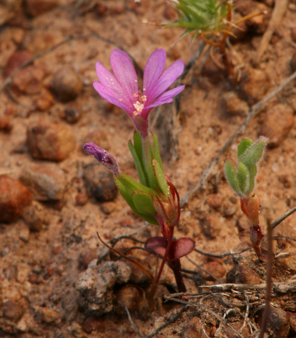 Image of Mt. Lassen clarkia