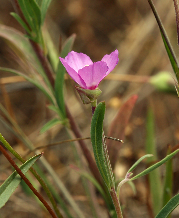 Image of Mt. Lassen clarkia