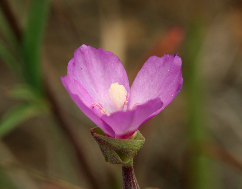 Image of Mt. Lassen clarkia