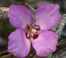 Image of Mt. Lassen clarkia