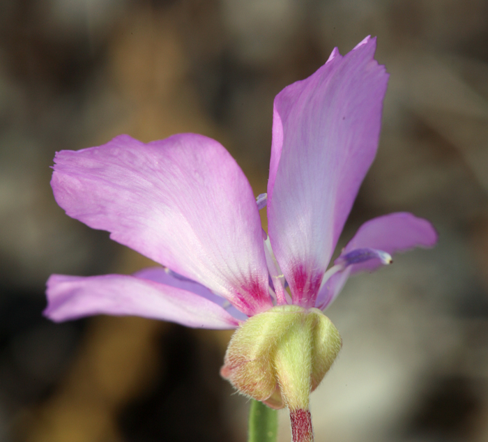 Image of Mt. Lassen clarkia