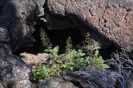 Scrophularia oregana Pennell resmi