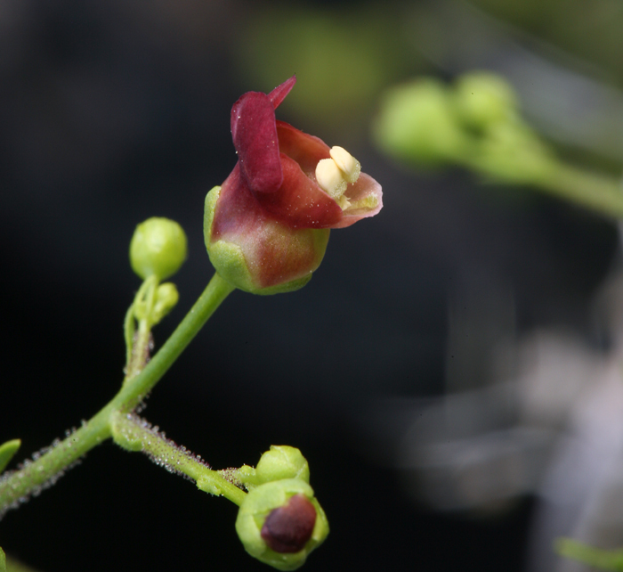 Scrophularia oregana Pennell resmi