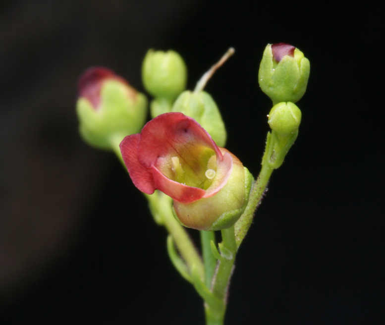 Scrophularia oregana Pennell resmi