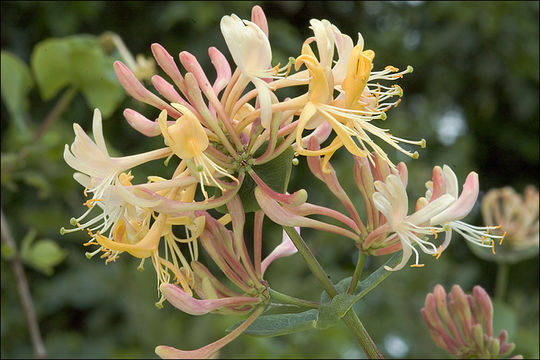 Imagem de Lonicera etrusca G. Santi