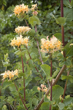 Image of Etruscan honeysuckle