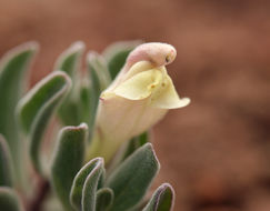 Image of dwarf skullcap