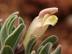 Image of dwarf skullcap