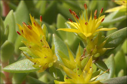 Image of stringy stonecrop