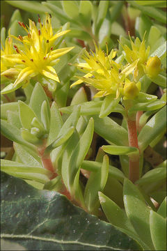 Image of stringy stonecrop