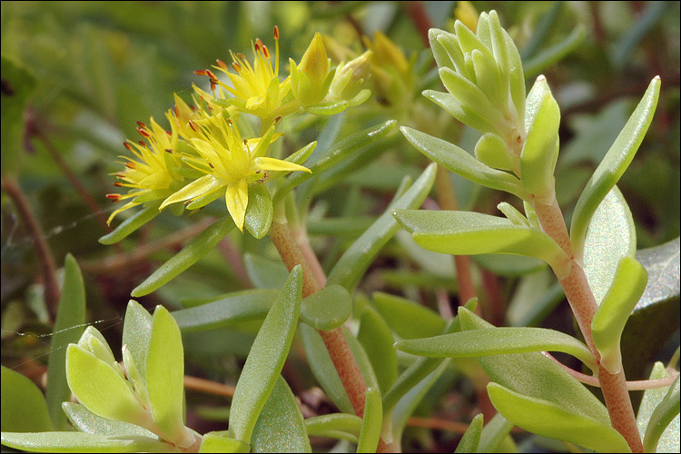 Image of stringy stonecrop