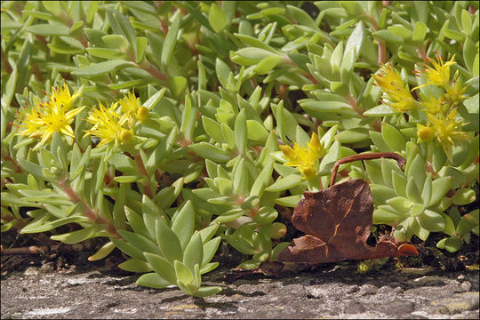 Image of stringy stonecrop