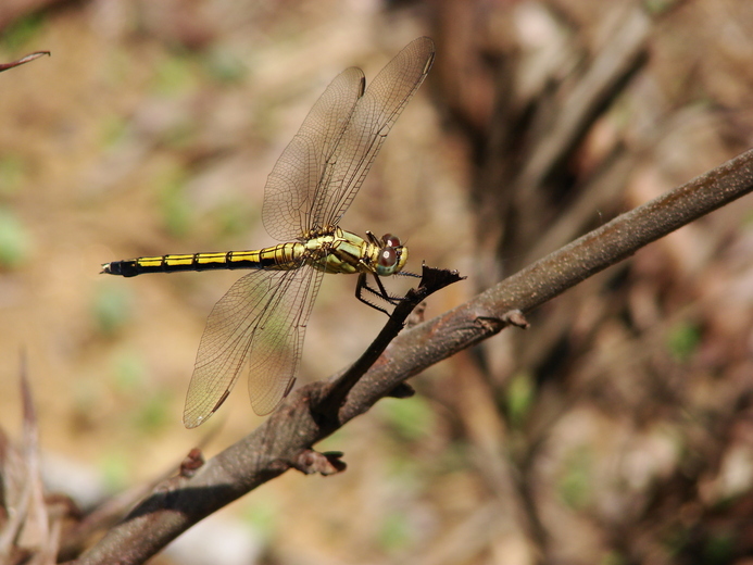 Image de Trithemis pallidinervis (Kirby 1889)