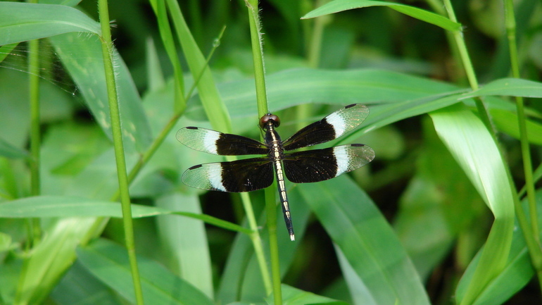 Image of Pied Paddy Skimmer