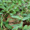 Image of Vestalis apicalis Selys 1873