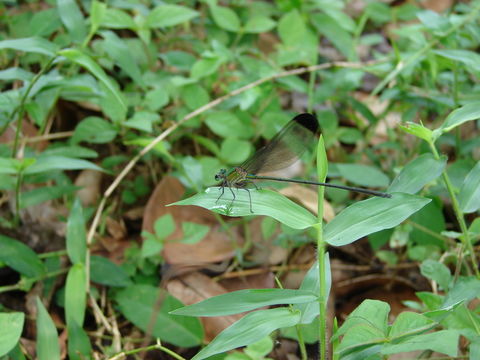 Image of Vestalis apicalis Selys 1873