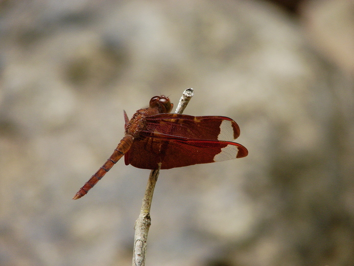 Image of Black Stream Glider