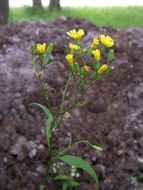 Image of common nipplewort