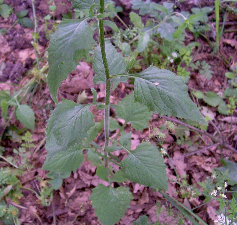 Image of common nipplewort