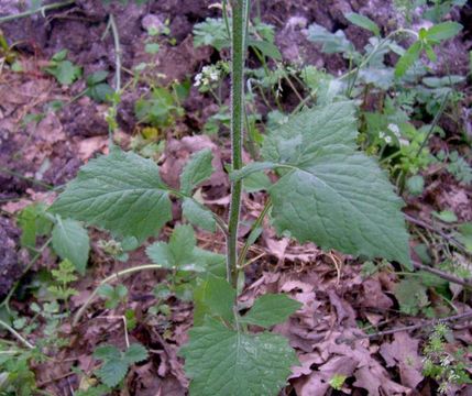 Image of common nipplewort