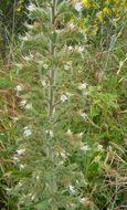 Image of Italian viper's bugloss