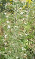 Image of Italian viper's bugloss