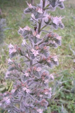 Echium italicum L.的圖片