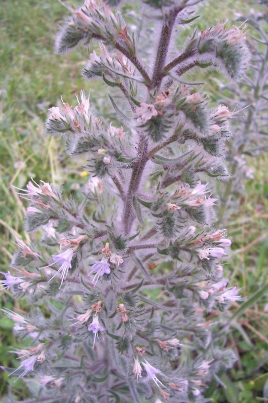 Echium italicum L.的圖片