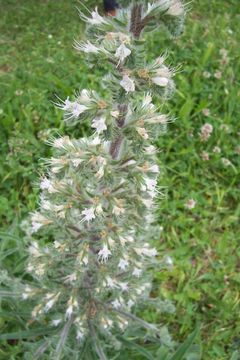 Echium italicum L.的圖片