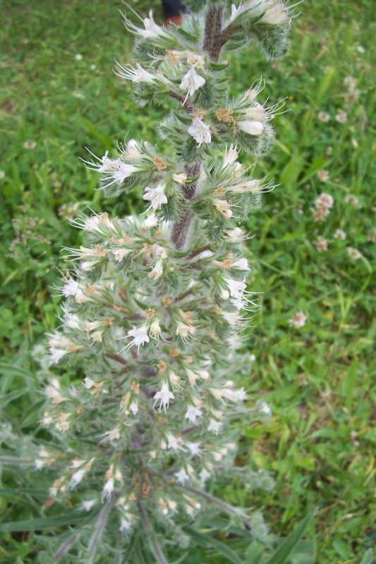 Image of Italian viper's bugloss