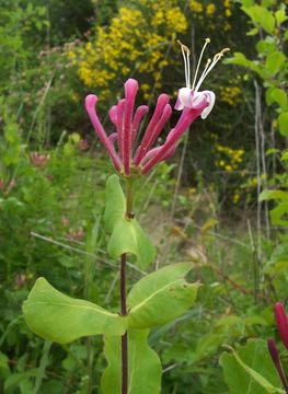 Image of Etruscan honeysuckle