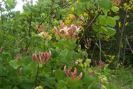 Image of Etruscan honeysuckle