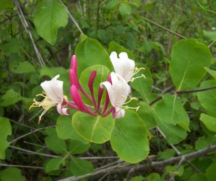 Image of Etruscan honeysuckle