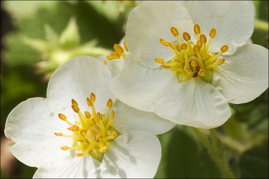 Image of Green Strawberry