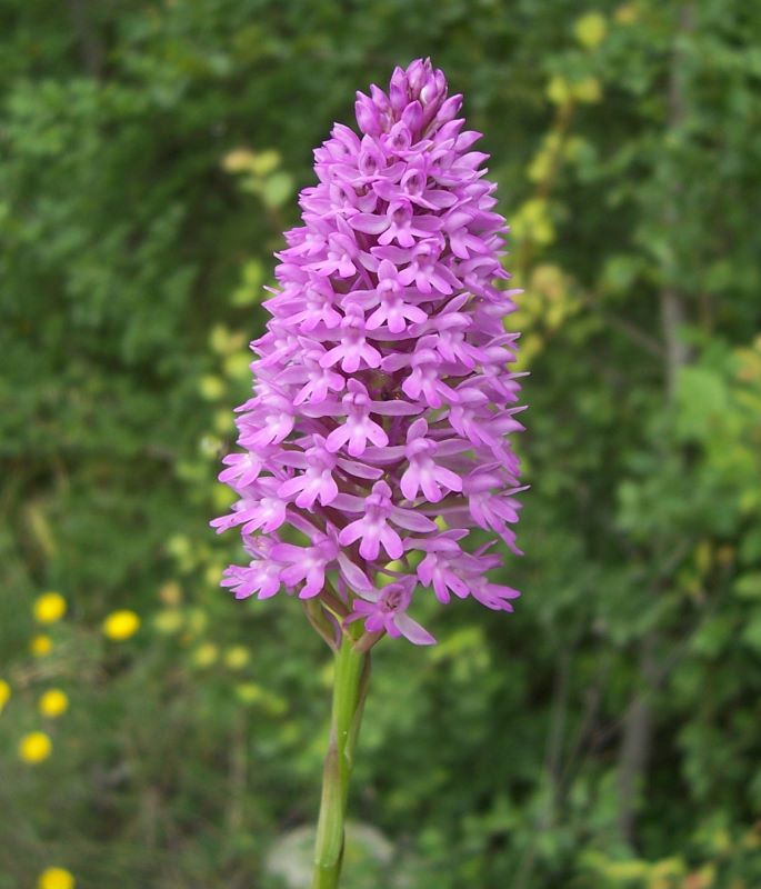 صورة Anacamptis pyramidalis (L.) Rich.