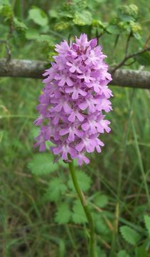 صورة Anacamptis pyramidalis (L.) Rich.